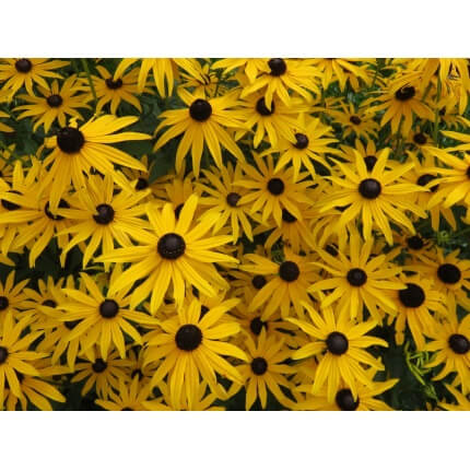 Sweet Black Eyed Susan