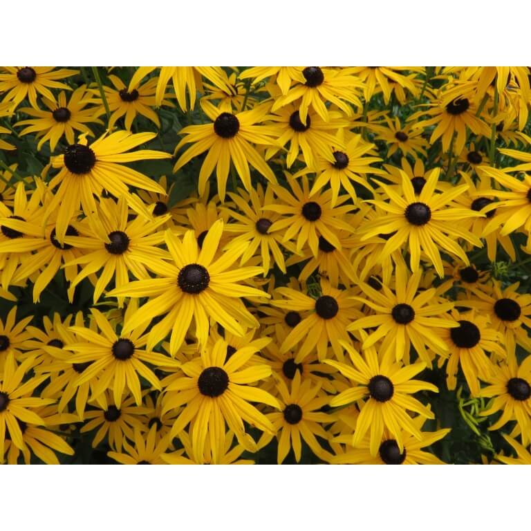 Sweet Black Eyed Susan