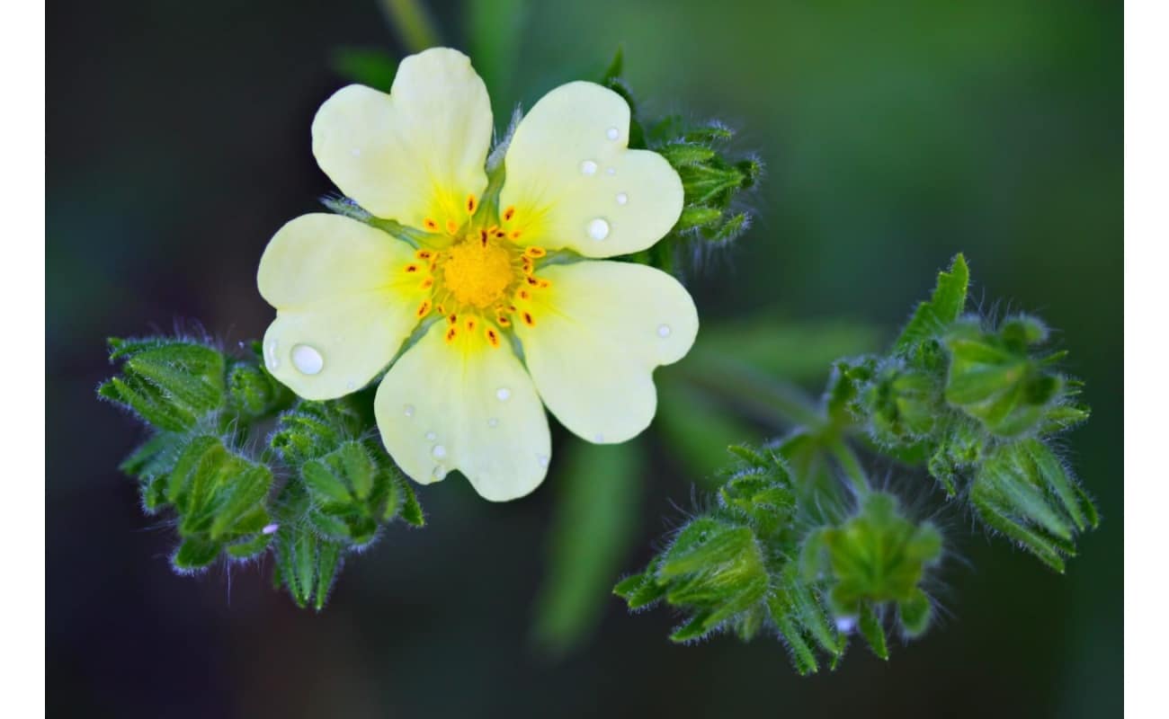 Tall Cinquefoil