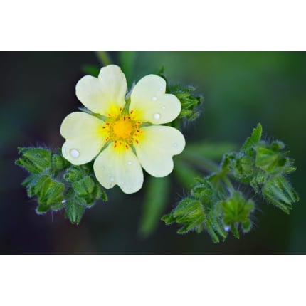 Tall Cinquefoil