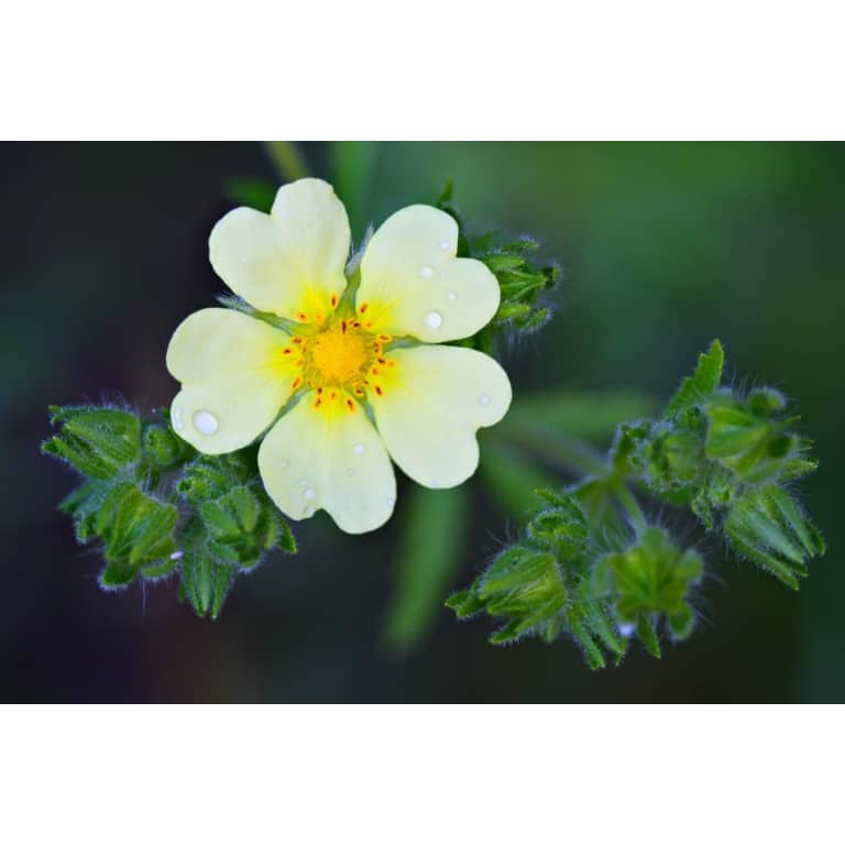 Tall Cinquefoil