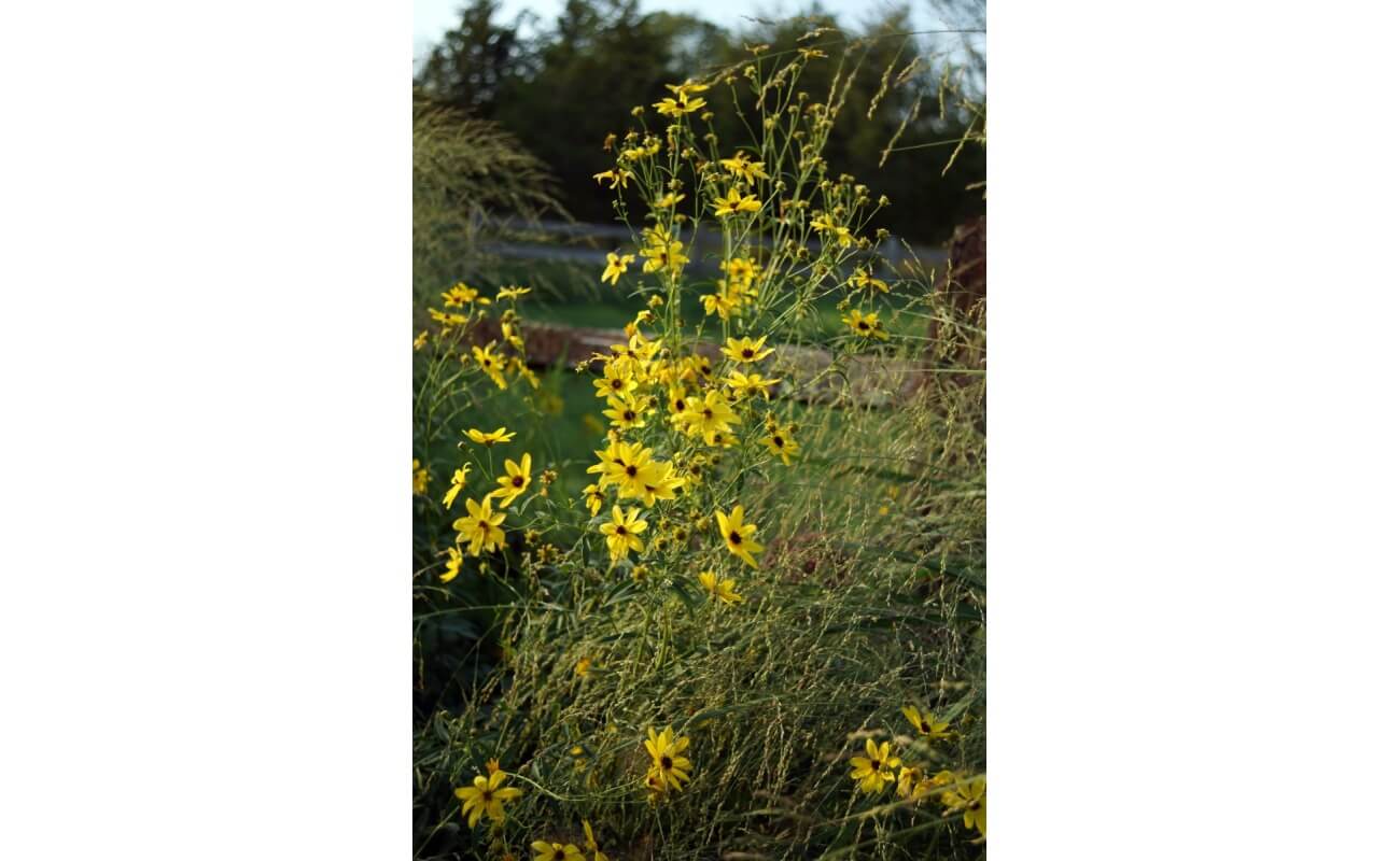 Tall Coreopsis