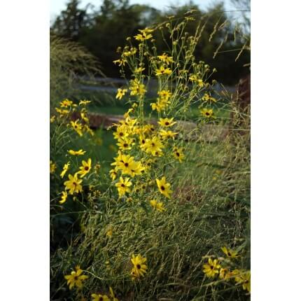 Tall Coreopsis