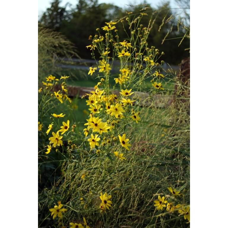 Tall Coreopsis