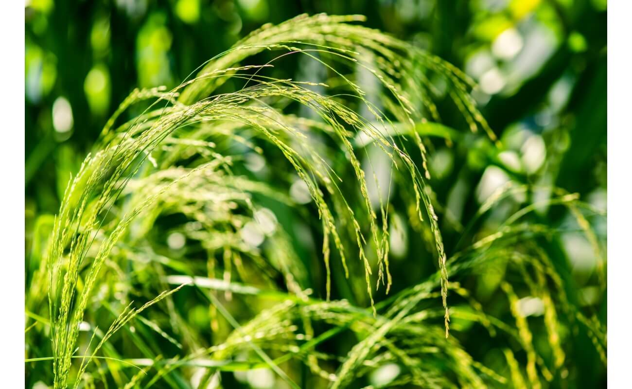 Teff Grass (Coated)