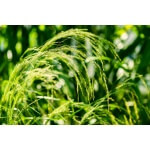 Teff Grass (Coated)