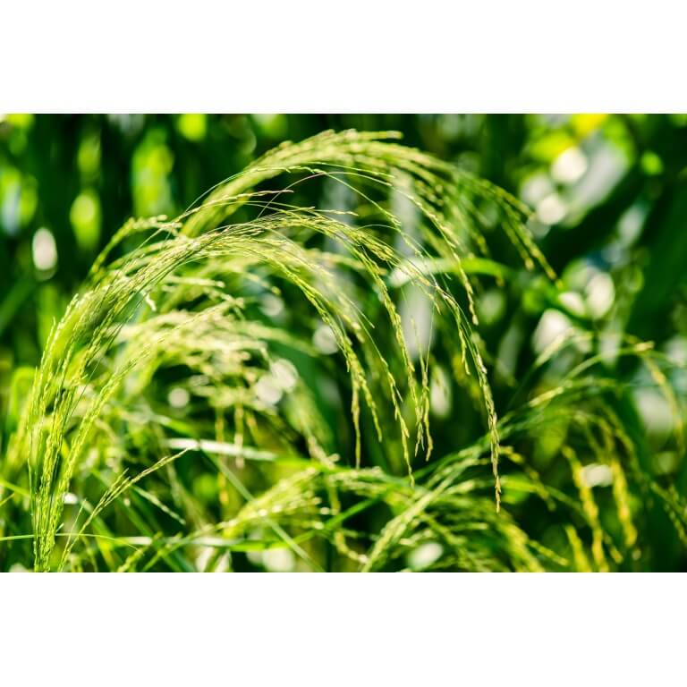 Teff Grass (Coated)