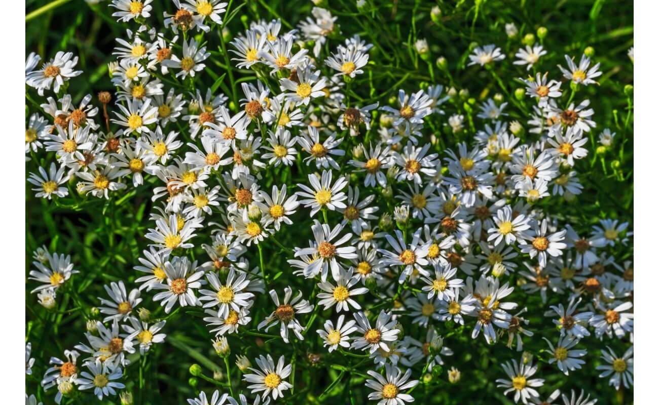 Upland White Aster