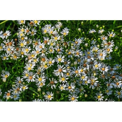 Upland White Aster