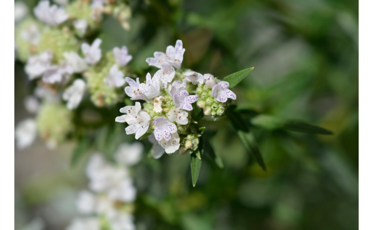 Virginia Mountain Mint