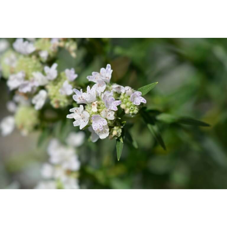 Virginia Mountain Mint