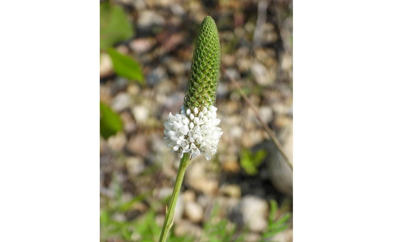 White Prairie Clover