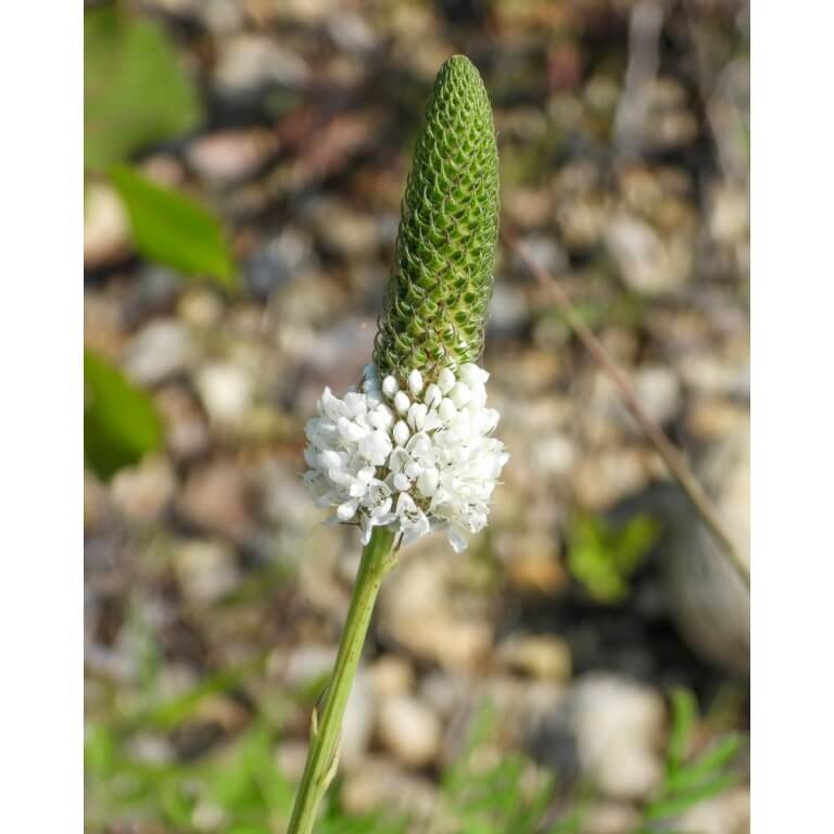 White Prairie Clover