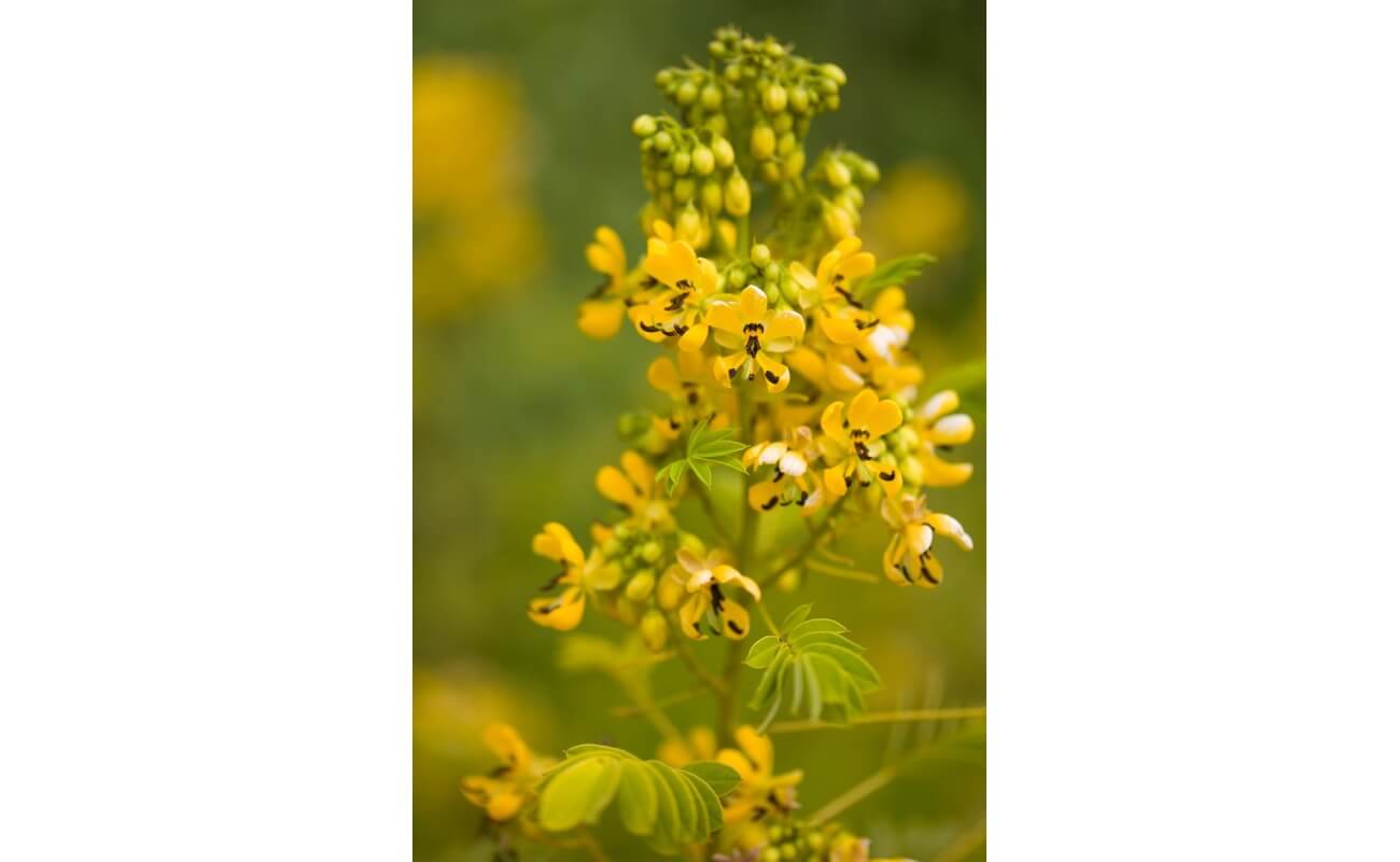 Wild Senna