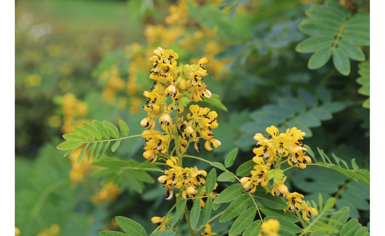 Wild Senna