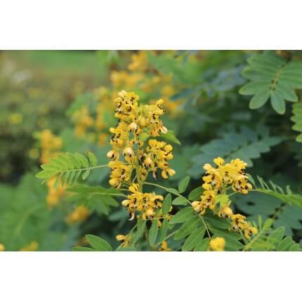 Wild Senna