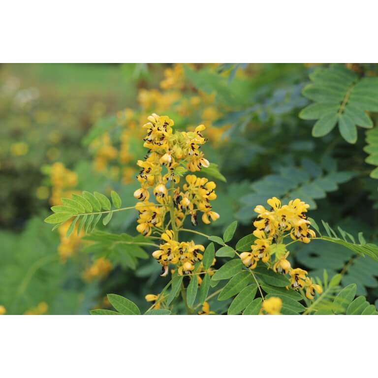 Wild Senna