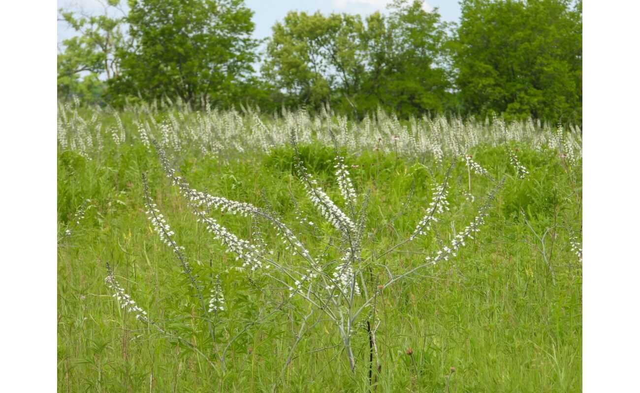 White False Indigo