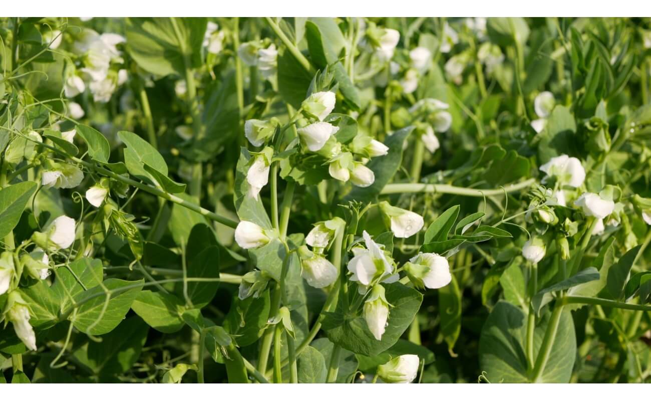 Keystone Peas