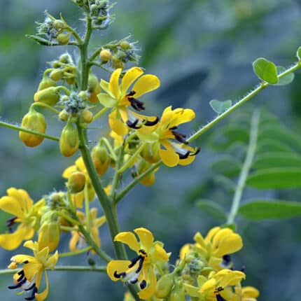 Maryland Senna