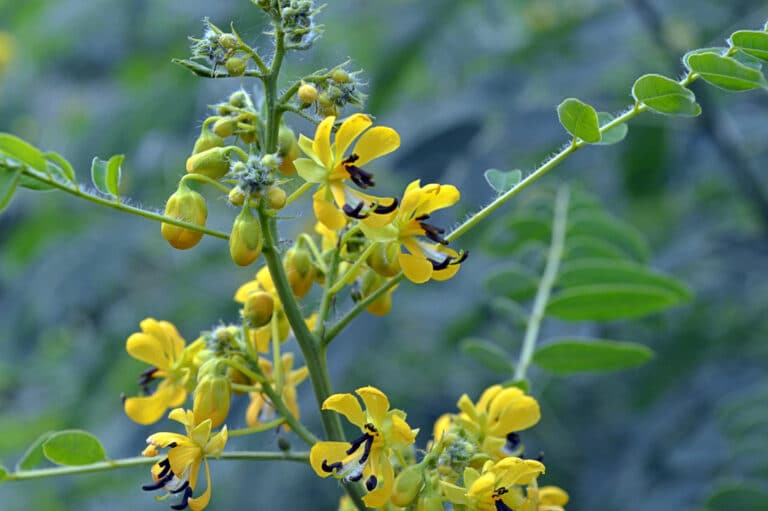 Maryland Senna