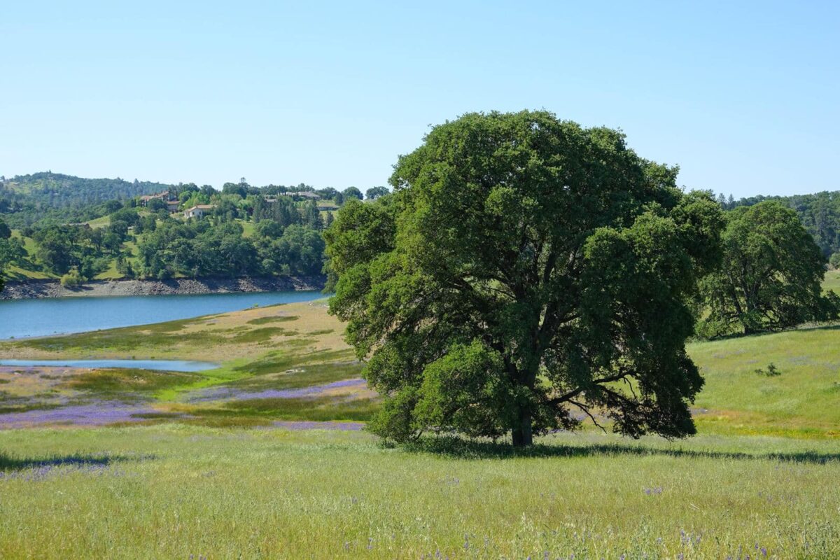california habitat seed mix