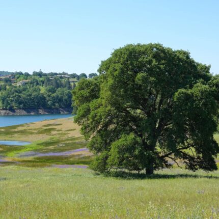 california habitat seed mix