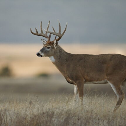 Trophy class white tailed buck deer in midwest farm country