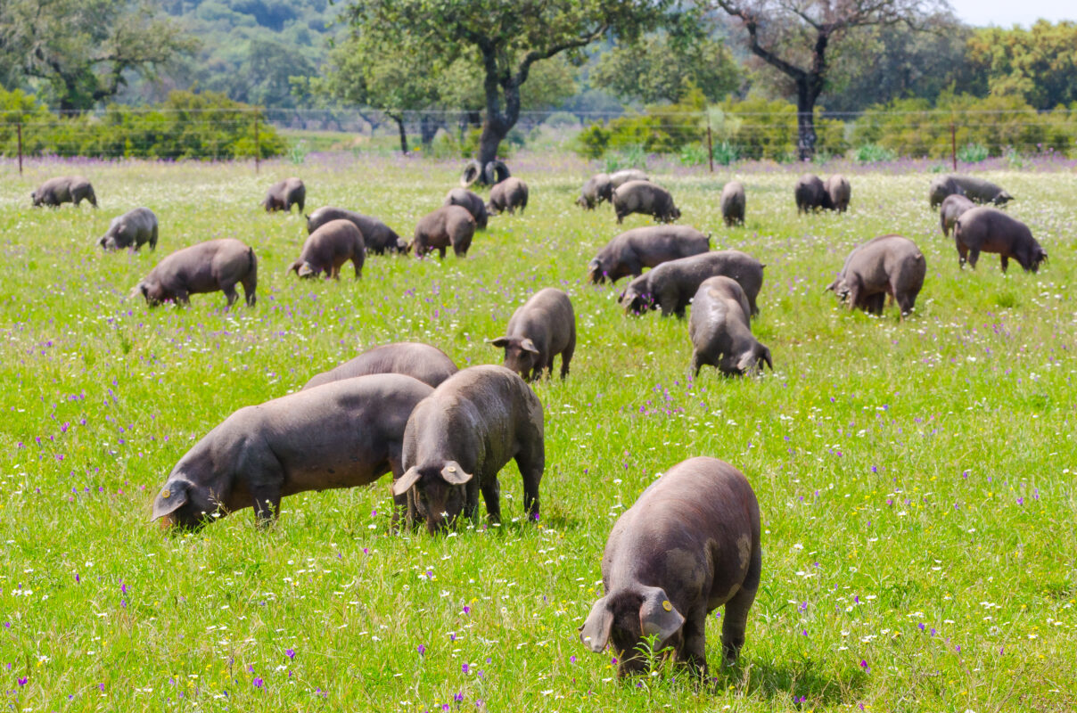 Pigs graze on farm in countryside