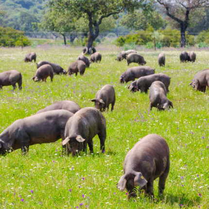Pigs graze on farm in countryside