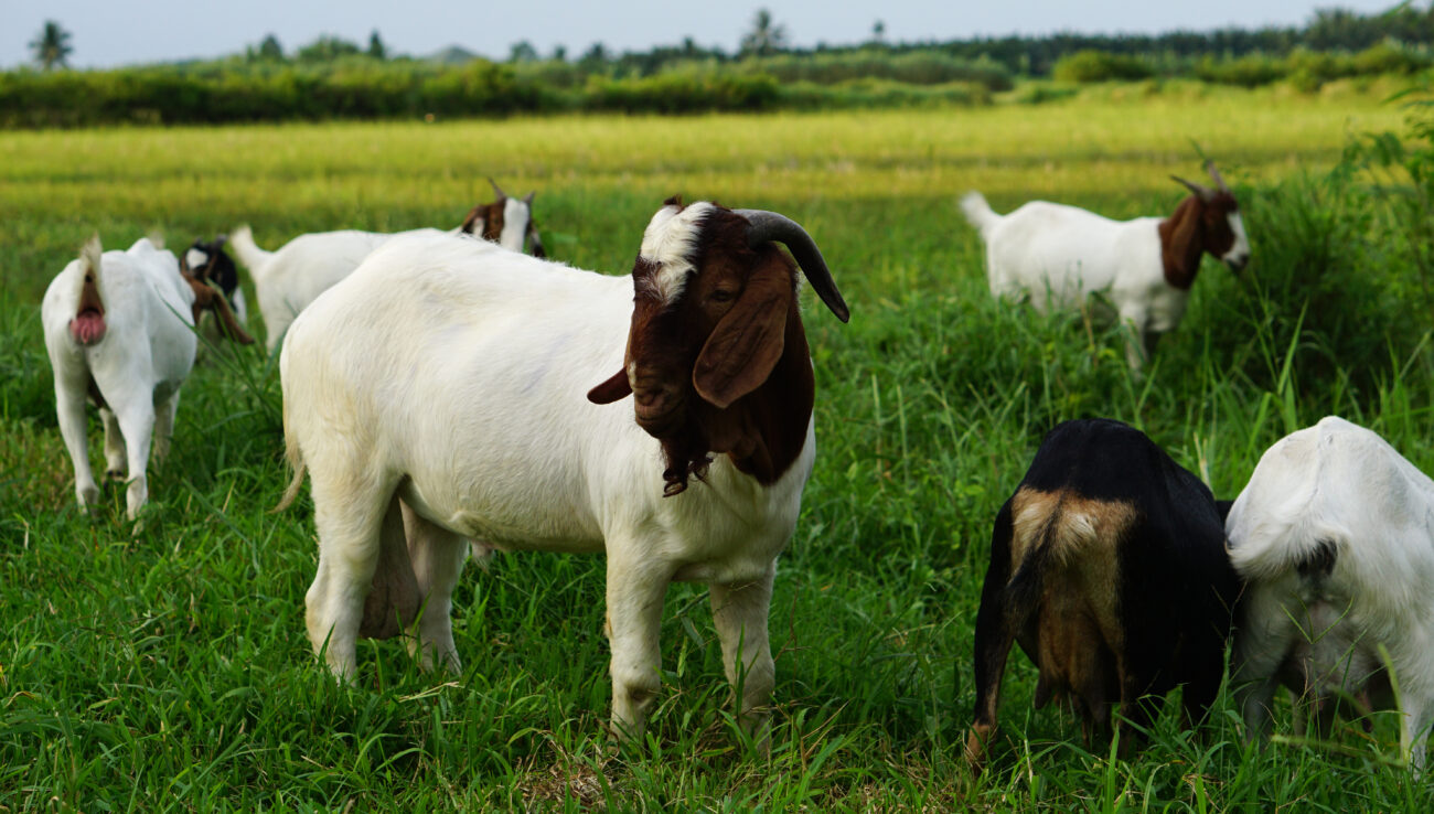 Boer white goats in The field