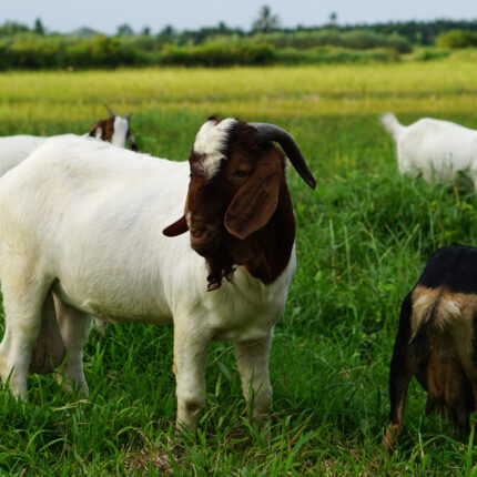 Boer white goats in The field