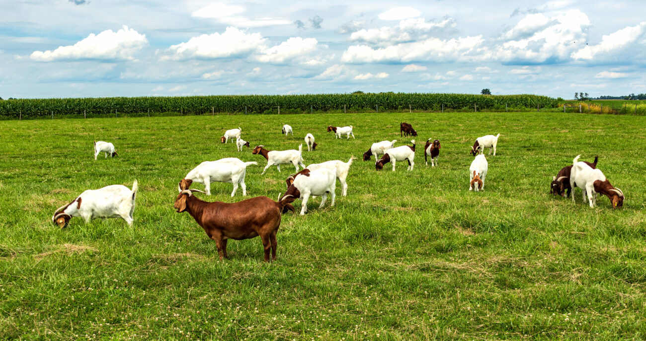 A herd of boer goats in a pasture.