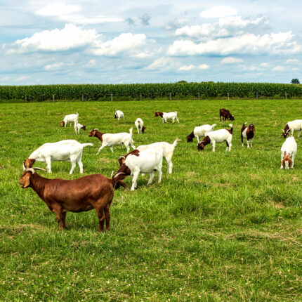 A herd of boer goats in a pasture.