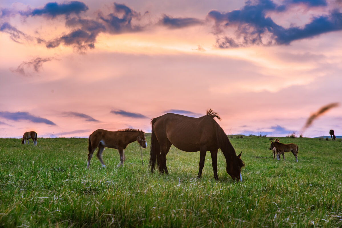 Beautiful prairie in the sunset