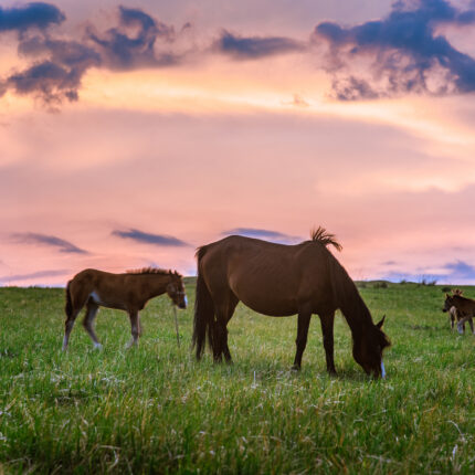 Beautiful prairie in the sunset