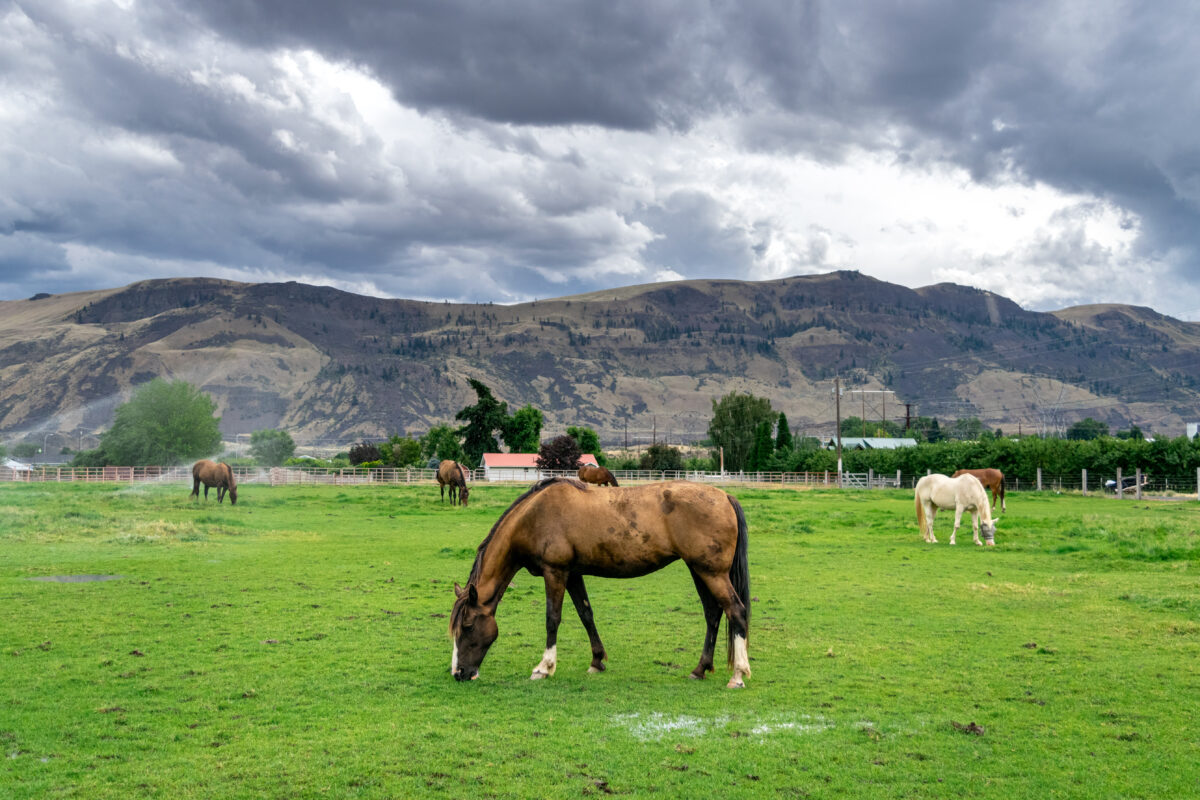 Horses in Green Pasture on Farm with a Dramatic Stormy Sky Overhead - Wenatchee, Washington, USA