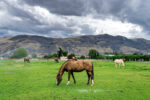 Horses in Green Pasture on Farm with a Dramatic Stormy Sky Overhead - Wenatchee, Washington, USA