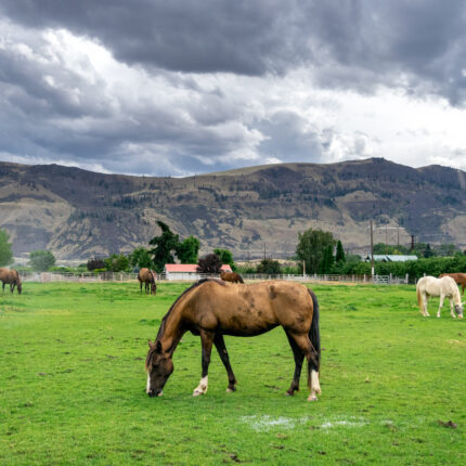 Horses in Green Pasture on Farm with a Dramatic Stormy Sky Overhead - Wenatchee, Washington, USA