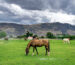 Horses in Green Pasture on Farm with a Dramatic Stormy Sky Overhead - Wenatchee, Washington, USA