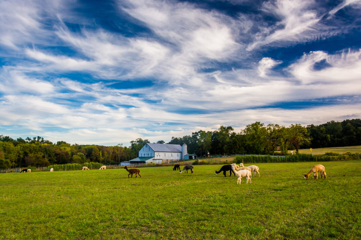 Alpacas on a farm in rural York County, Pennsylvania.