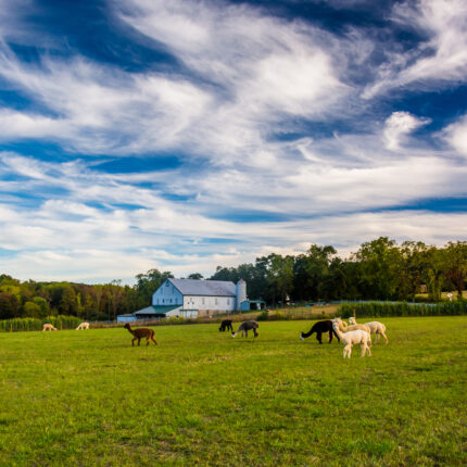 Alpacas on a farm in rural York County, Pennsylvania.