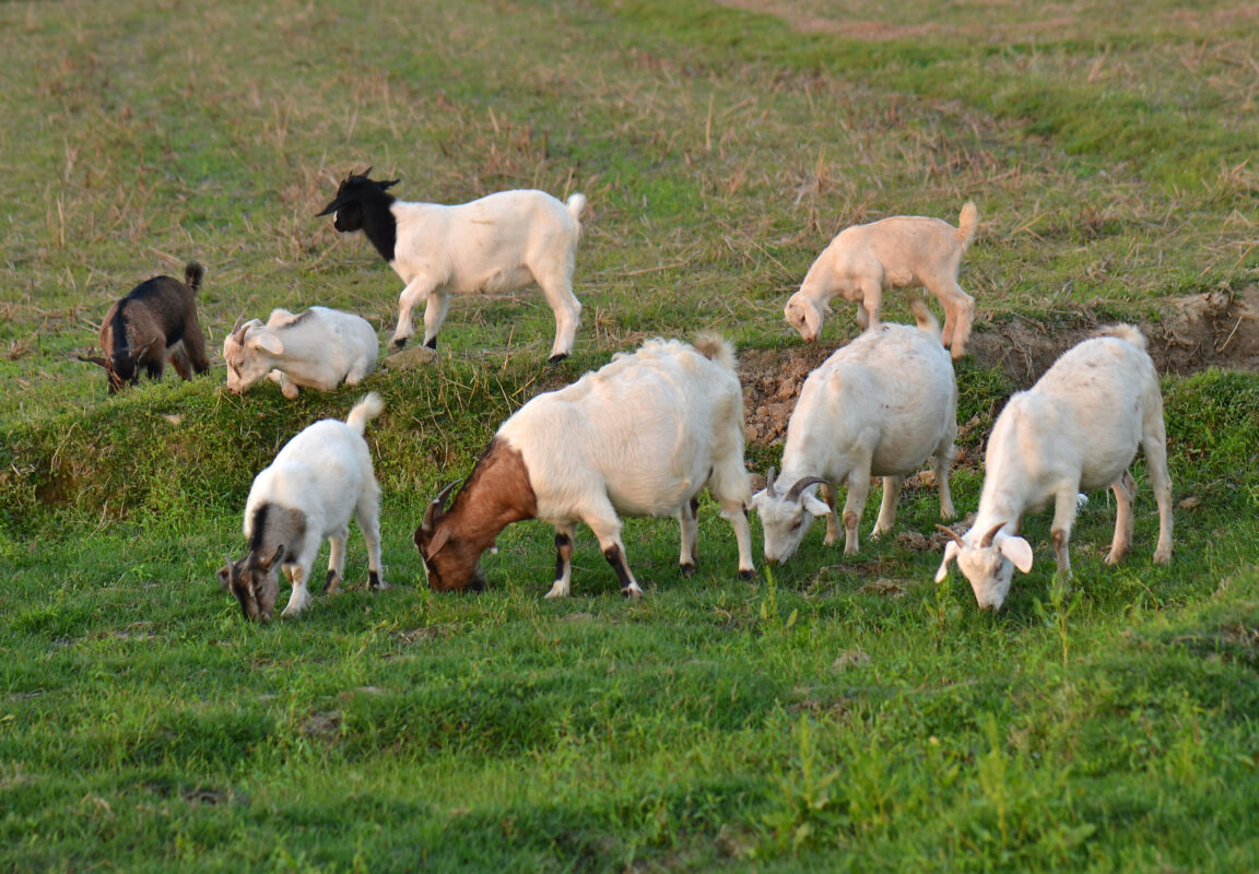Goats and sheep in The Pasture