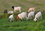 Goats and sheep in The Pasture