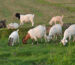 Goats and sheep in The Pasture