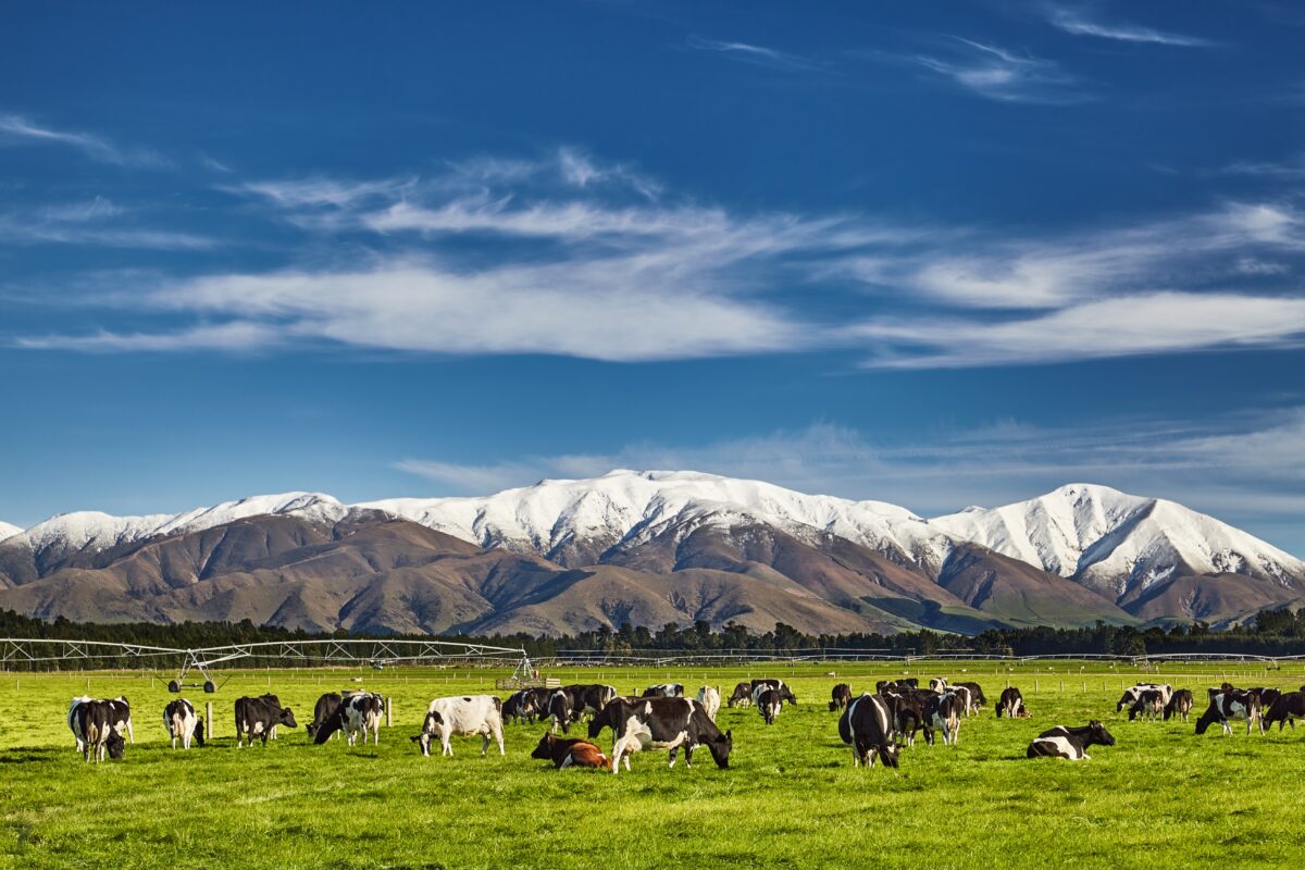 Landscape with snowy mountains and grazing cows