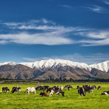Landscape with snowy mountains and grazing cows