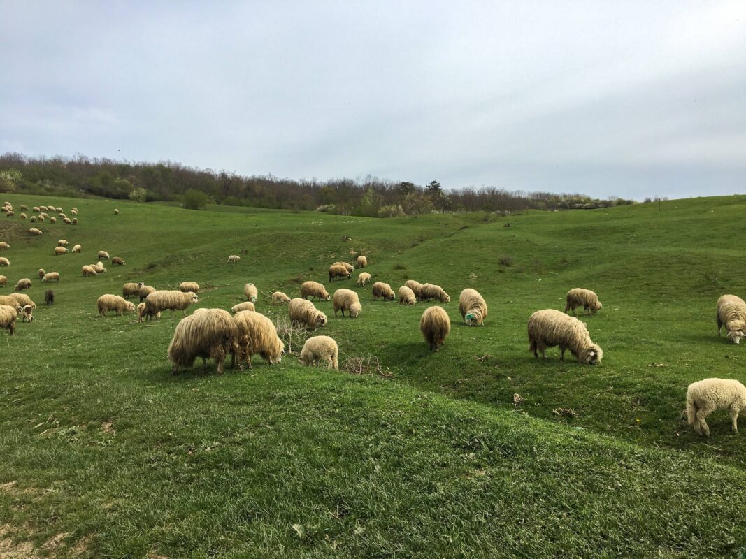 Flock of sheep on a grass field