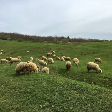 Flock of sheep on a grass field