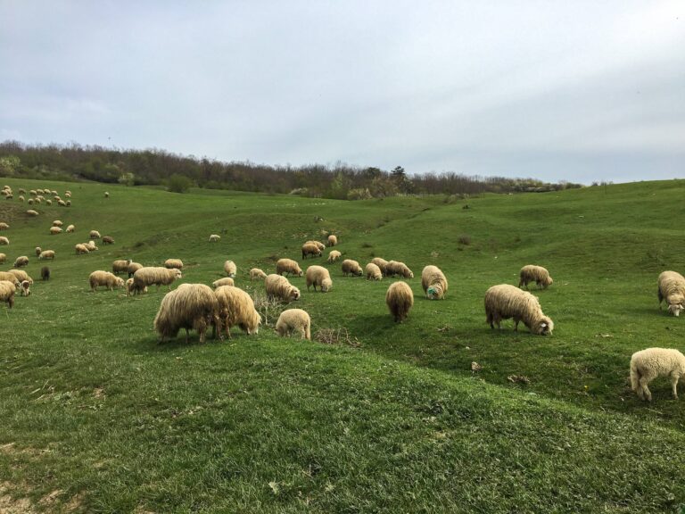Flock of sheep on a grass field
